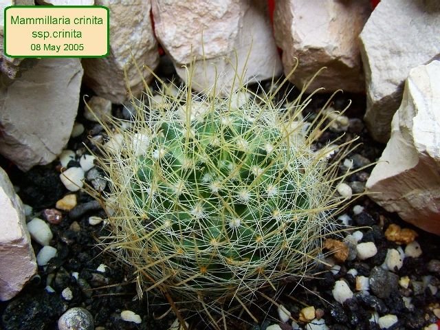 Mammillaria _crinita _ssp.crinita_ 04